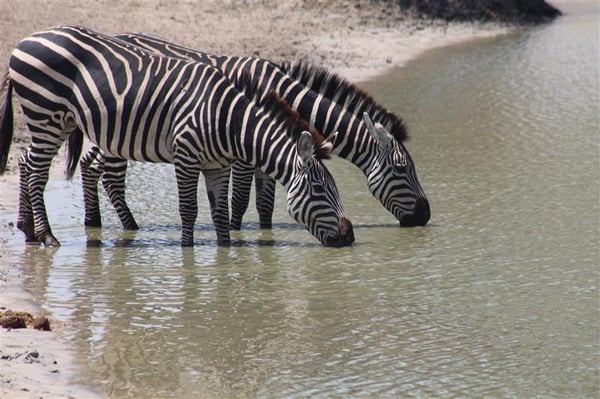 Two zebras drinking from a pond